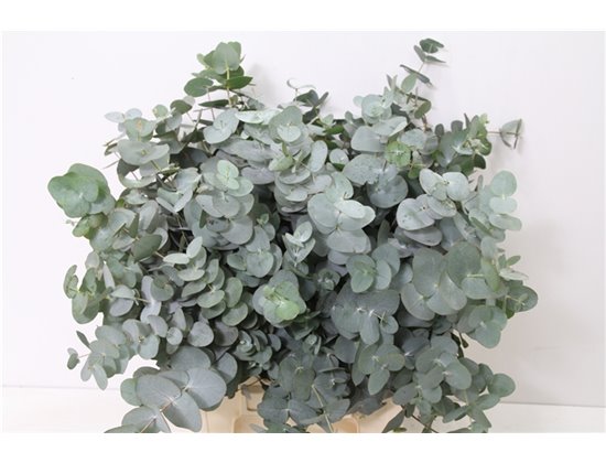 Evkaliptus Cinerea Sa 150gr Short (p. bunch) c1451