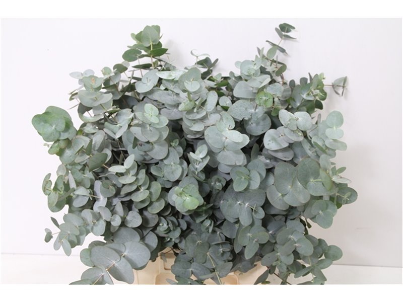 Evkaliptus Cinerea Sa 150gr Short (p. bunch) c1451