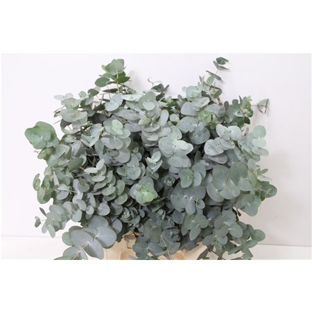 Evkaliptus Cinerea Sa 150gr Short (p. bunch) c1451