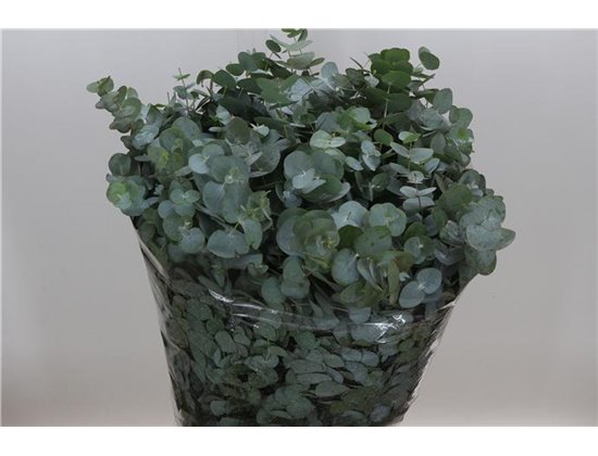 Evkaliptus Cinerea Sa 300gr (p. bunch) c1453