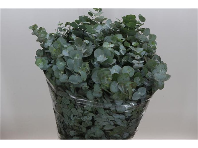 Evkaliptus Cinerea Sa 300gr (p. bunch) c1453