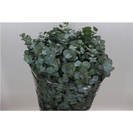 Evkaliptus Cinerea Sa 300gr (p. bunch) c1453