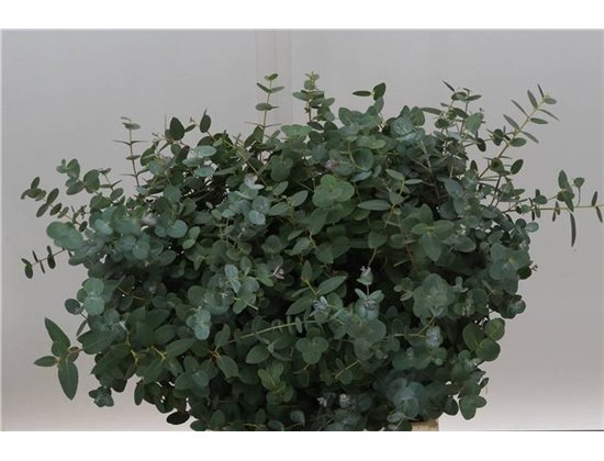 Evkaliptus Gunnii 150gr Short (p. bunch) c1457