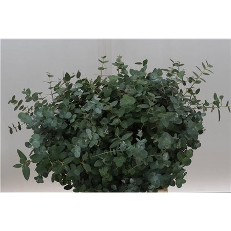 Evkaliptus Gunnii 150gr Short (p. bunch) c1457