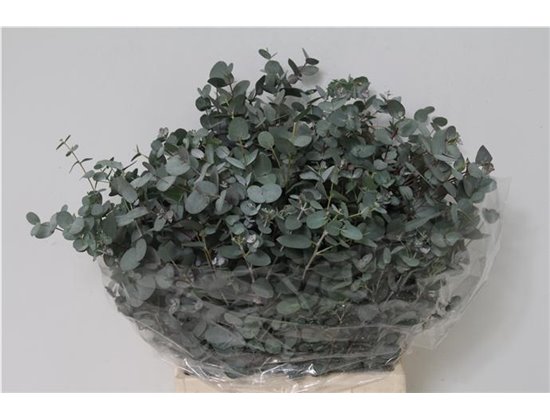 Evkaliptus Gunnii 150gr Short (p. bunch) c1458