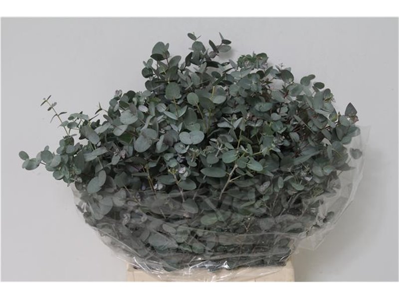 Evkaliptus Gunnii 150gr Short (p. bunch) c1458