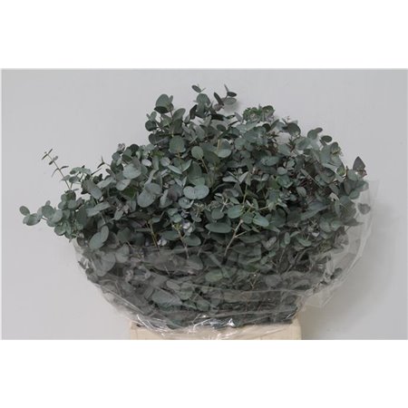 Evkaliptus Gunnii 150gr Short (p. bunch) c1458