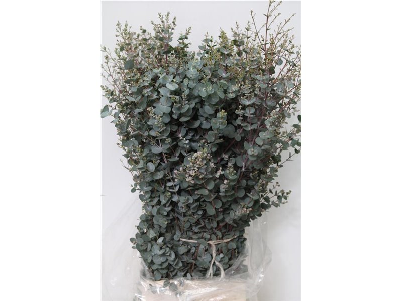 Evkaliptus Gunnii 300gr (p. bunch) c1460