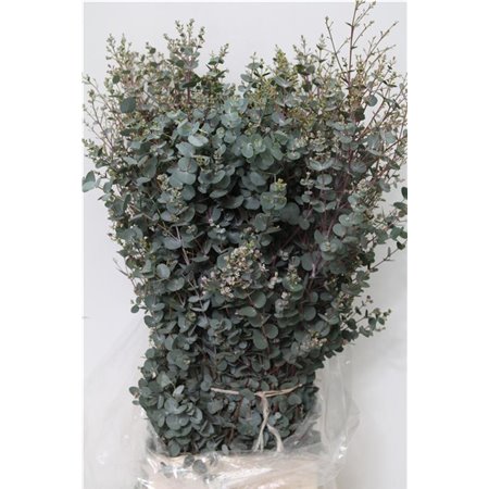 Evkaliptus Gunnii 300gr (p. bunch) c1460