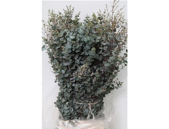 Evkaliptus Gunnii 300gr (p. bunch) c1463