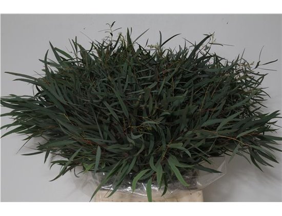 Evkaliptus Nicholii 150gr Short (p. bunch) c1466