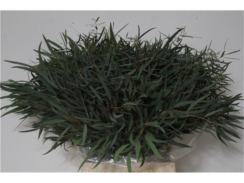 Evkaliptus Nicholii 150gr Short (p. bunch) c1466