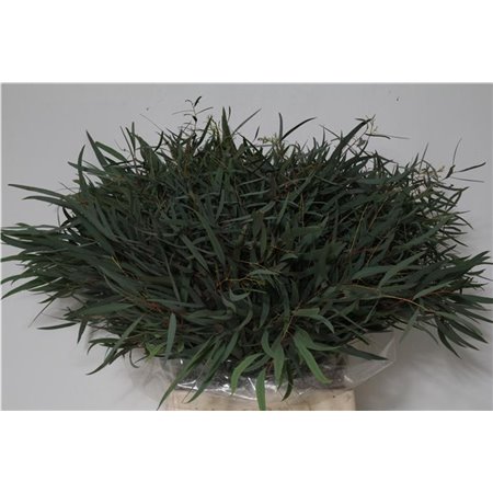 Evkaliptus Nicholii 150gr Short (p. bunch) c1466