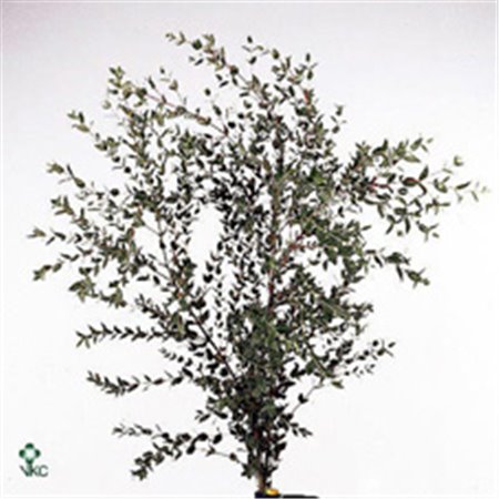 Evkaliptus Parvi Sa 300gr (p. bunch) c1472
