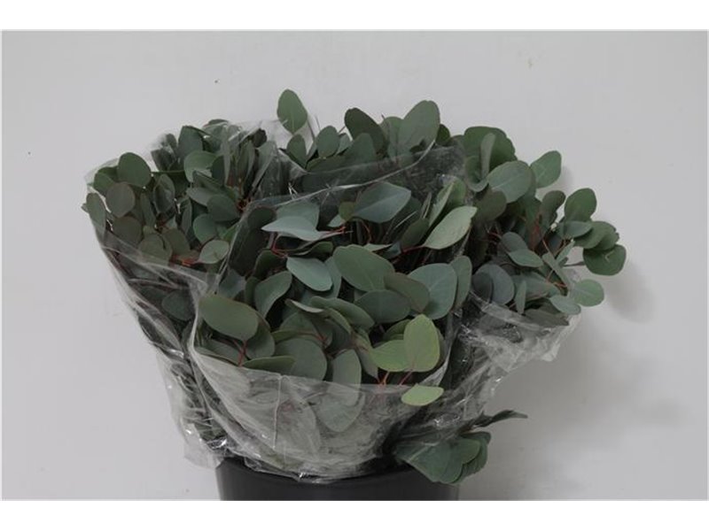Evkaliptus Pencils 10 Stems (p. bunch) c1475