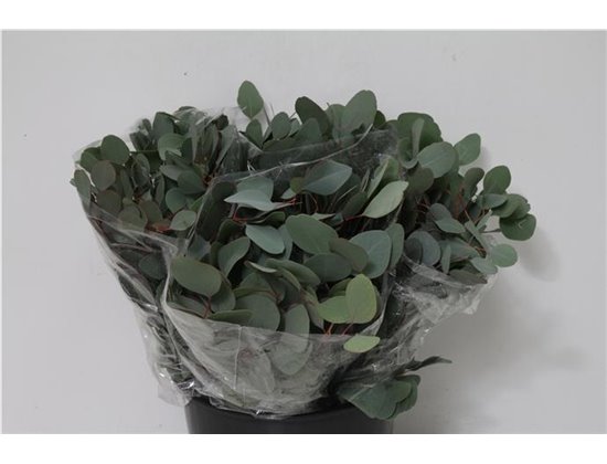 Evkaliptus Populus Leaf 150gr Short (p. bunch) c1476