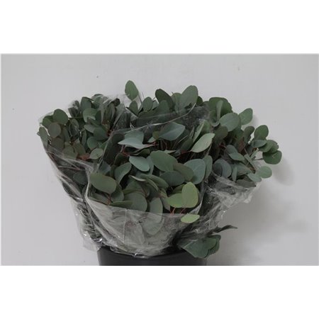 Evkaliptus Populus Leaf 150gr Short (p. bunch) c1476