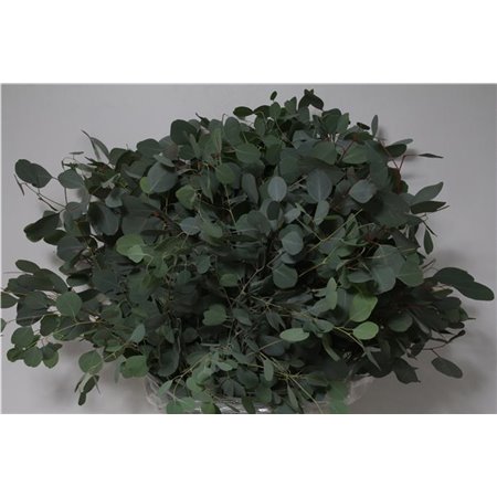 Evkaliptus Populus Leaf 300gr (p. bunch) c1482