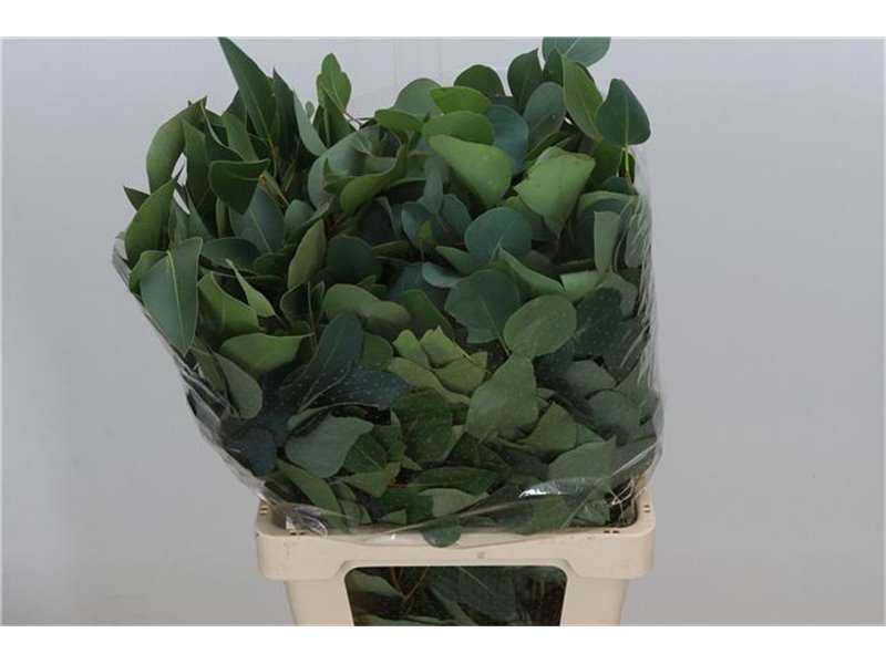 Evkaliptus Populus Leaf Sa 300gr (p. bunch) c1485