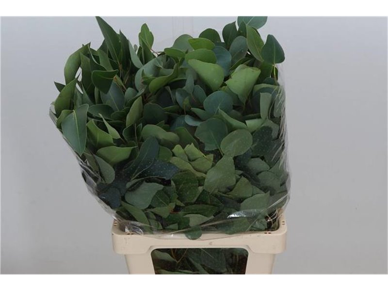 Evkaliptus Populus Leaf Sa 300gr (p. bunch) c1486