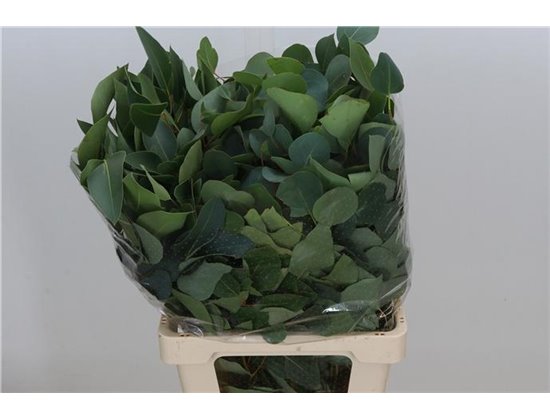 Evkaliptus Populus Leaf Sa 300gr (p. bunch) c1487