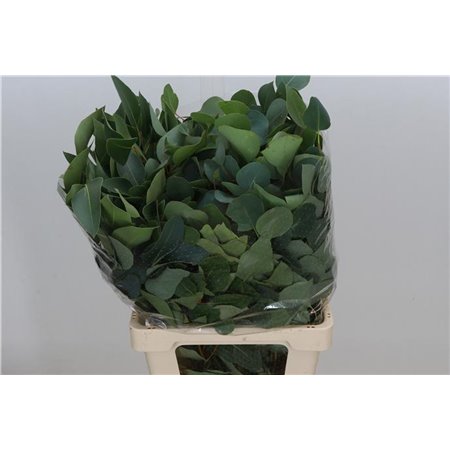 Evkaliptus Populus Leaf Sa 300gr (p. bunch) c1487