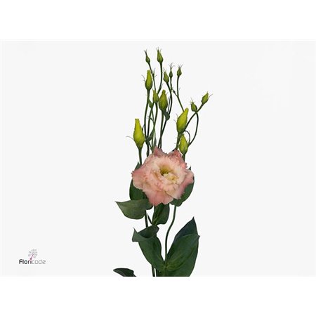 Eustoma Double Alissa Champagne c1506