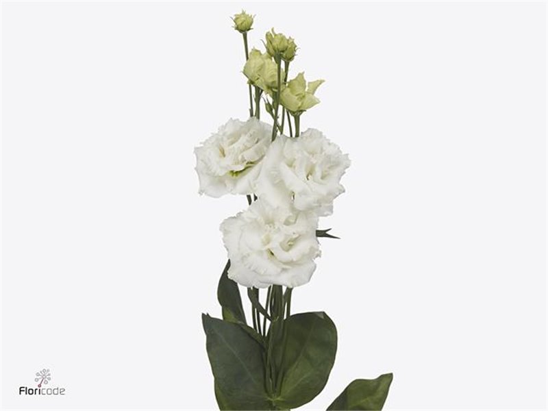 Eustoma Double Alissa Pure White c1521