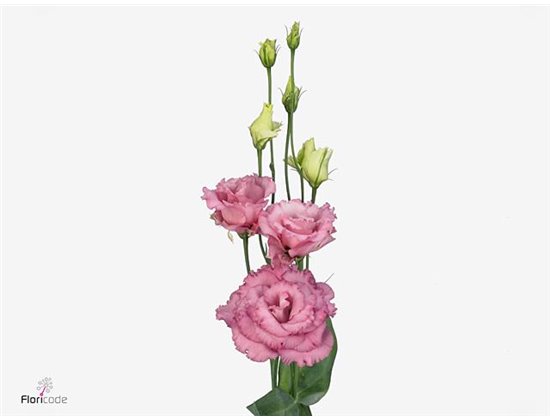 Eustoma Double Alissa Pure White c1522