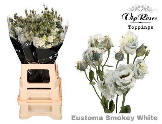 Eustoma Double Alissa Smokey White c1525