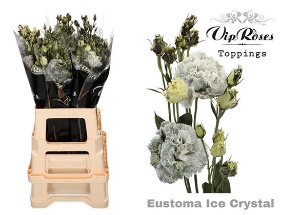 Eustoma Double Arosa Red c1528