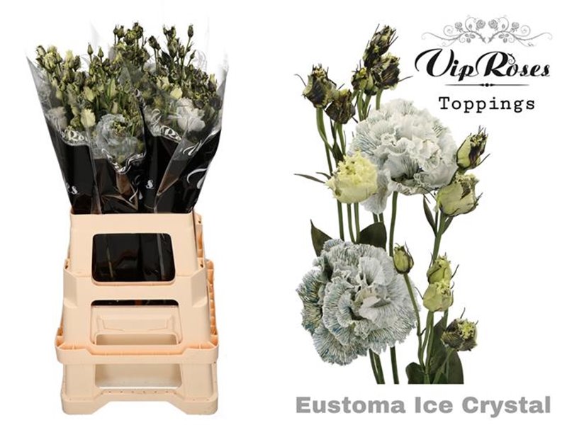 Eustoma Double Celeb Ice Chrystal c1529