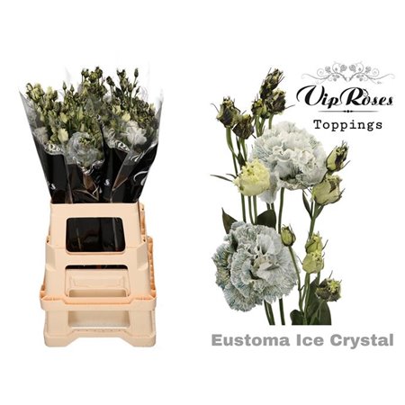 Eustoma Double Celeb Ice Chrystal c1529