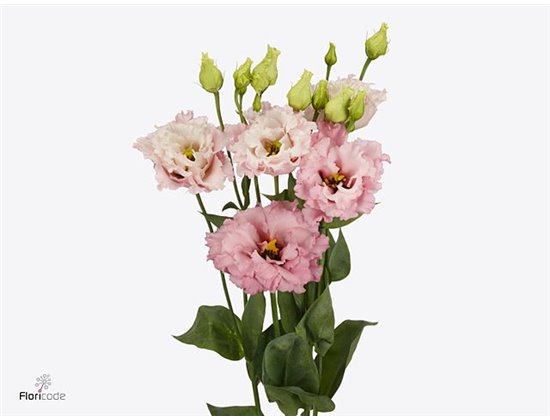 Eustoma Double Celeb Queen c1530