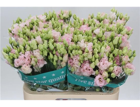 Eustoma Double Chac Wedding Pink c1531
