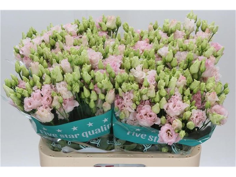 Eustoma Double Chac Wedding Pink c1531