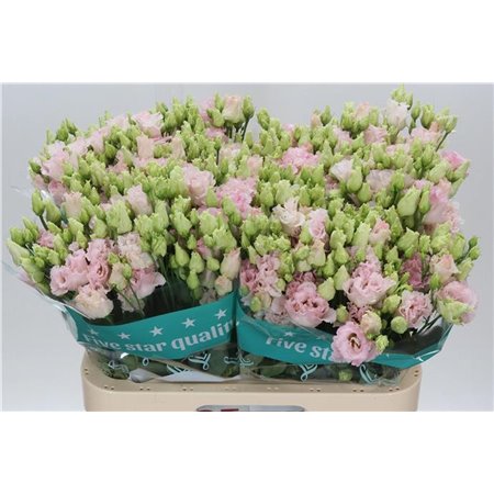 Eustoma Double Chac Wedding Pink c1531