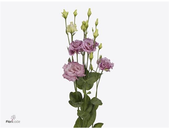 Eustoma Double Julius Grape c1536