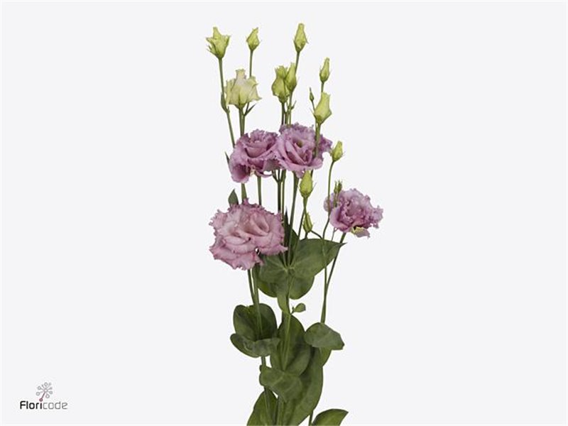Eustoma Double Julius Grape c1536