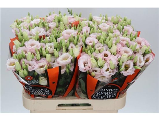 Eustoma Double Lis Soft Pink c1537