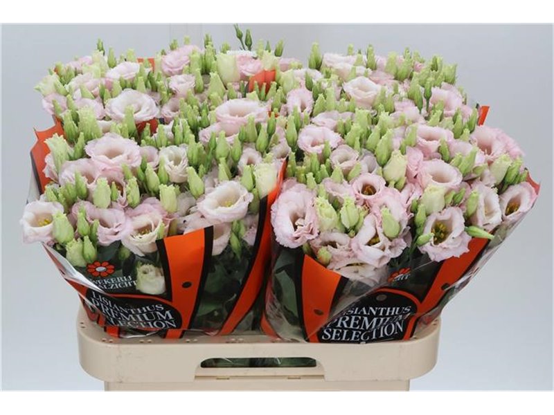 Eustoma Double Lis Soft Pink c1537