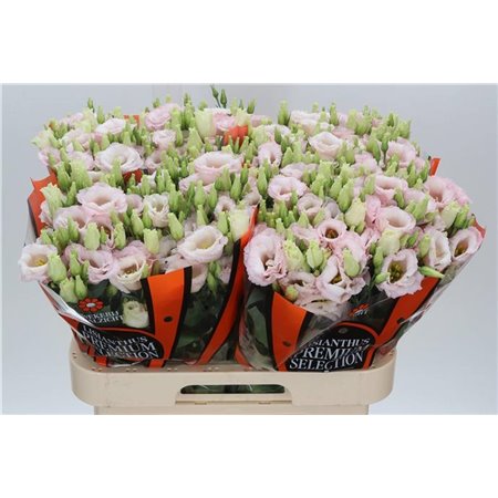 Eustoma Double Lis Soft Pink c1537