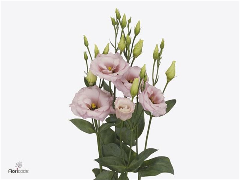 Eustoma Double Lisanne Light Pink c1538