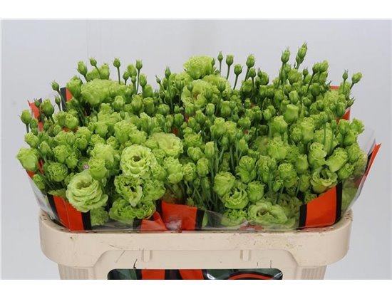 Eustoma Double R L Terracotta c1541