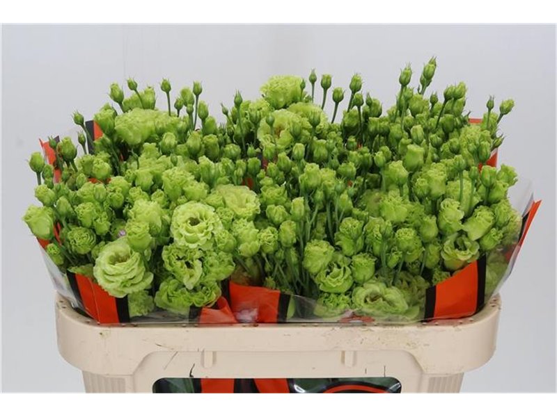 Eustoma Double R L Terracotta c1541