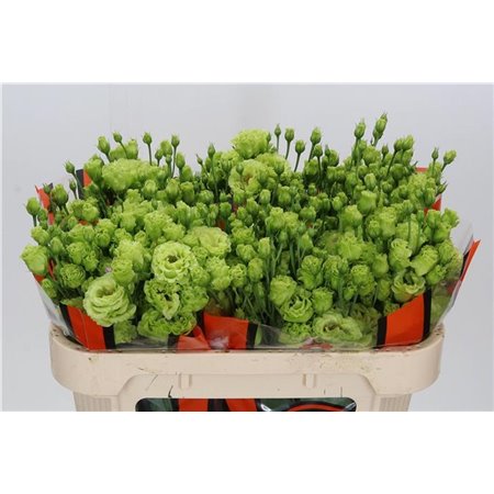 Eustoma Double R L Terracotta c1541