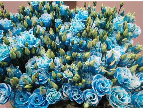Eustoma Double Rosi G Pale Blue c1551