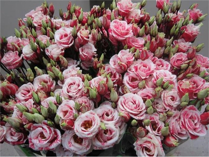 Eustoma Double Rosi G Red c1552