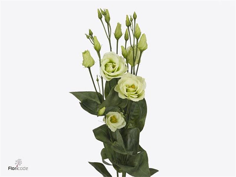 Eustoma Double Rosi Green c1554