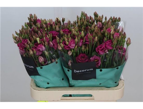 Eustoma Double Rosita Cherry c1564